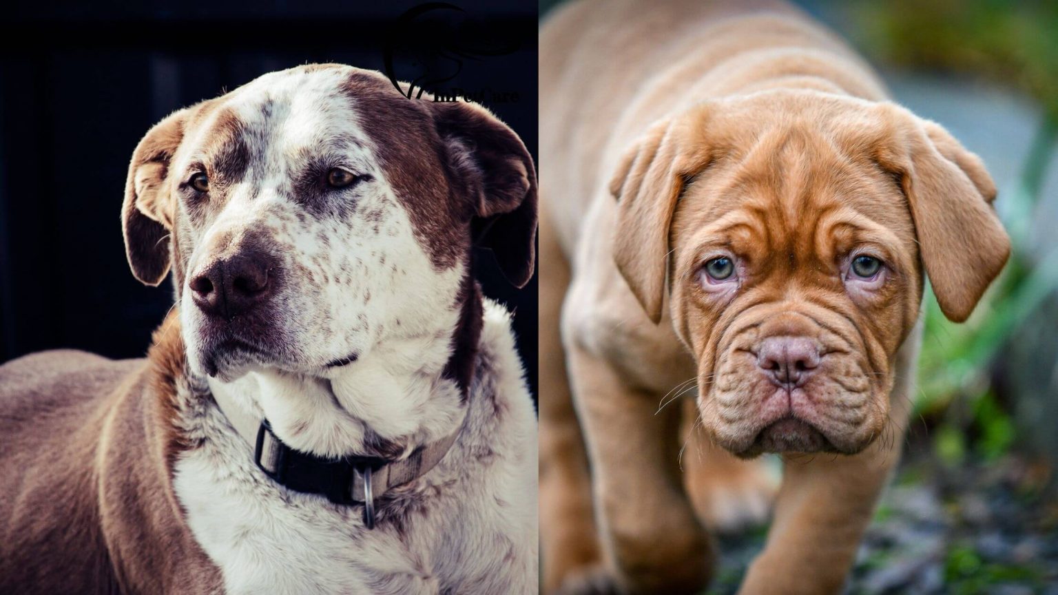 French Mastiff Pitbull Mix: A Complete Guide (With Pictures)