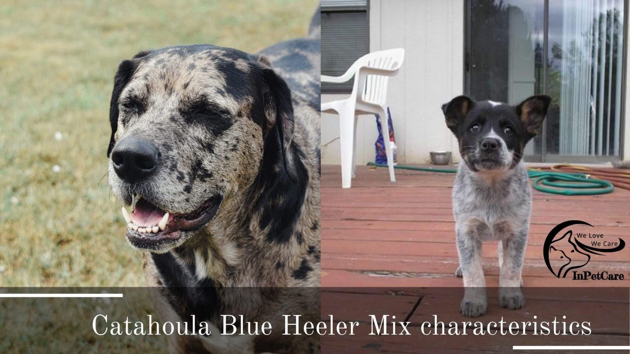 Catahoula Blue Heeler Mix A Complete Guide (With Pictures)