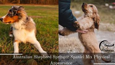 springer spaniel australian shepherd mix