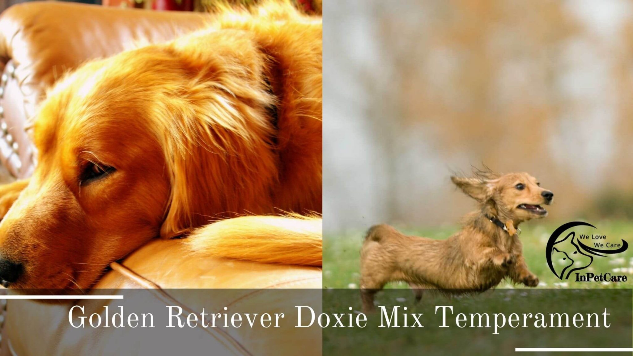 Golden Retriever Doxie Mix (Dachsador): A Complete Guide