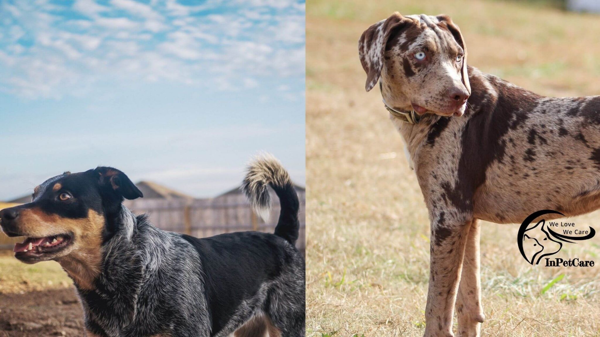 Catahoula Blue Heeler Mix: A Complete Guide (With Pictures)