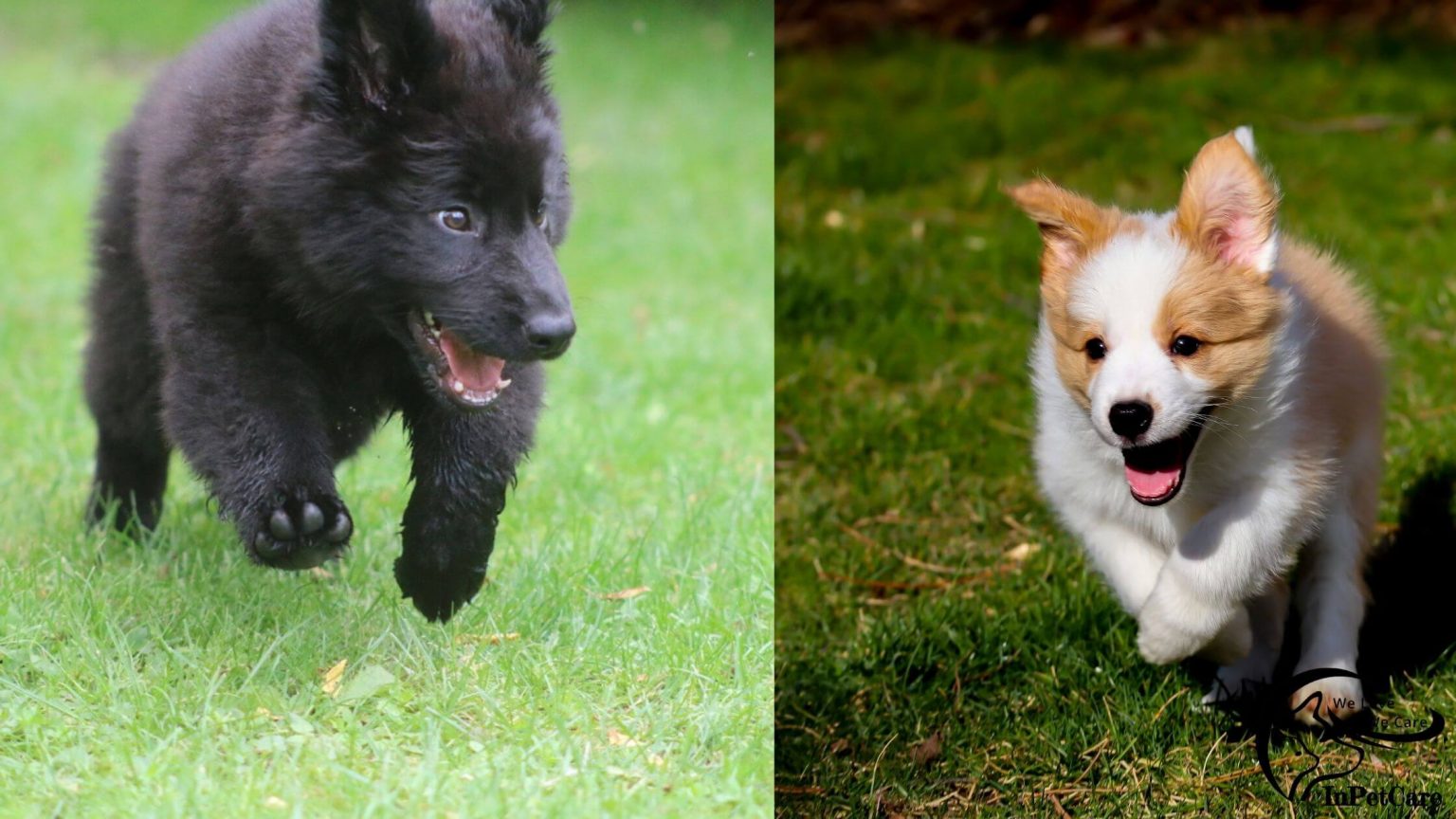 Schipperke Mix A Complete Guide (With Pictures)