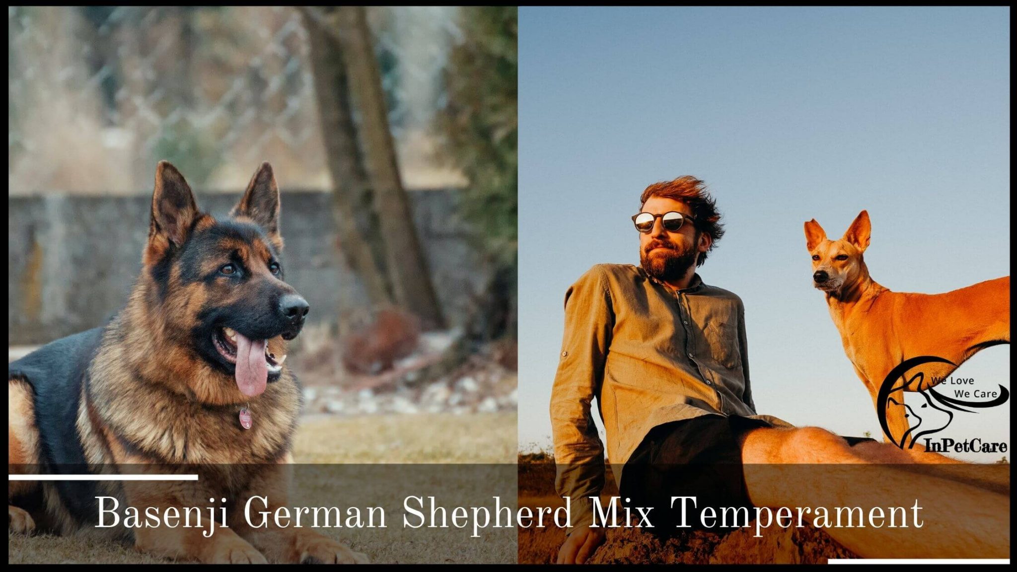 Basenji German Shepherd Mix: A Complete Guide (With Pictures)