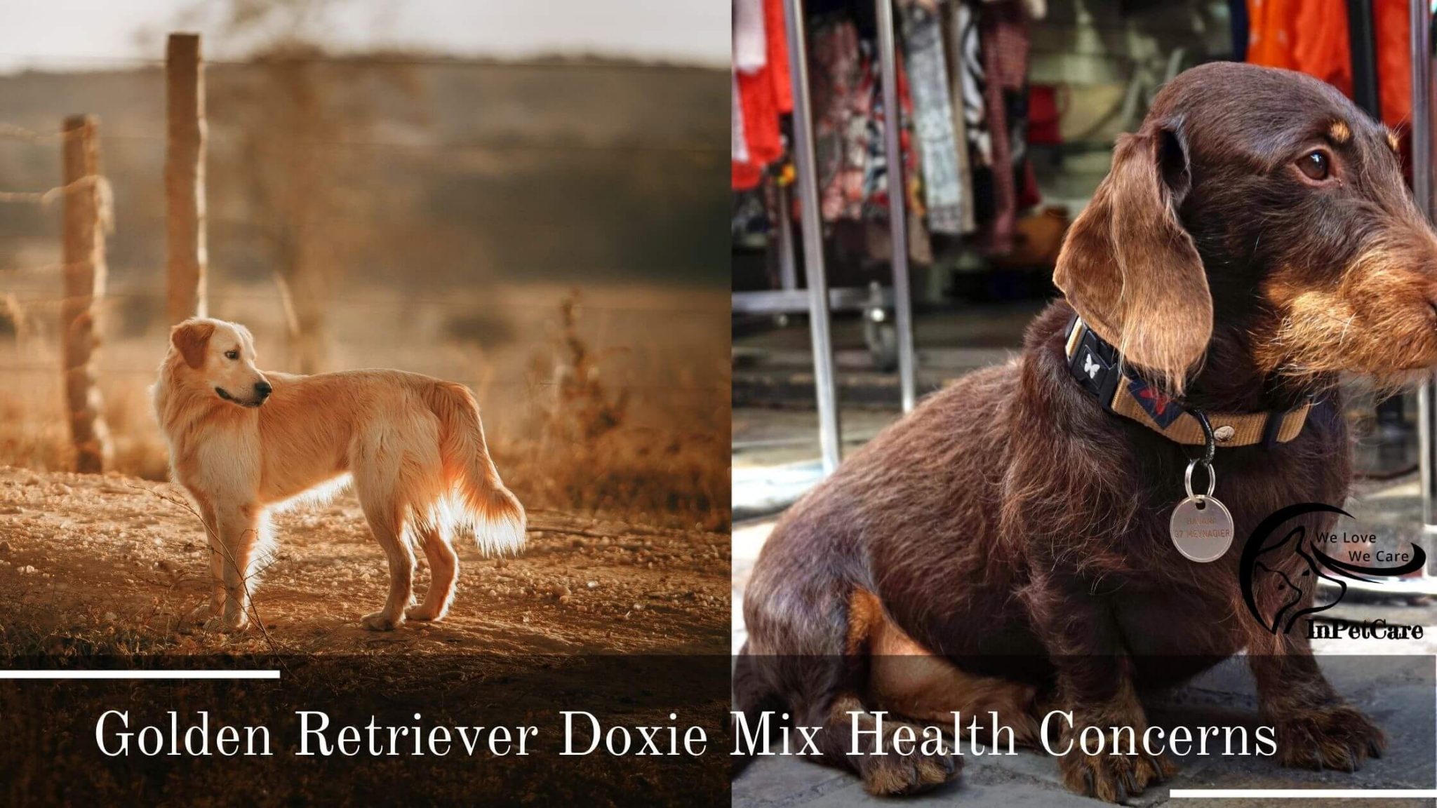 Golden Retriever Doxie Mix (Dachsador): A Complete Guide