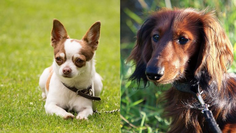 Long-haired Dachshund Chihuahua Mix: A Complete Guide (with Pictures)