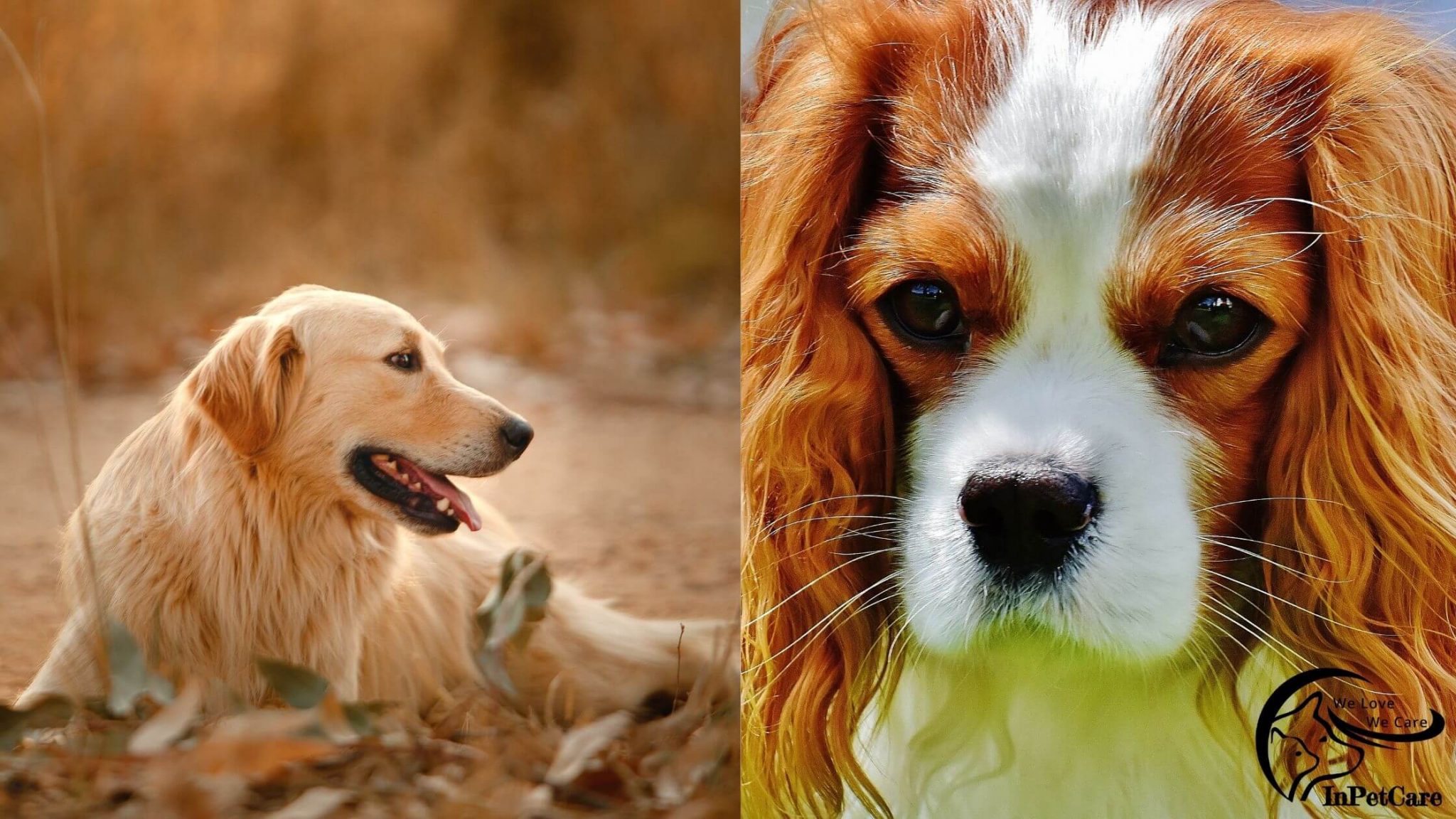 Brittany Spaniel Golden Retriever Mix: A Complete Guide (With Pictures)