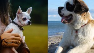 St. Bernard Chihuahua Mix: A Complete Guide (With Pictures)