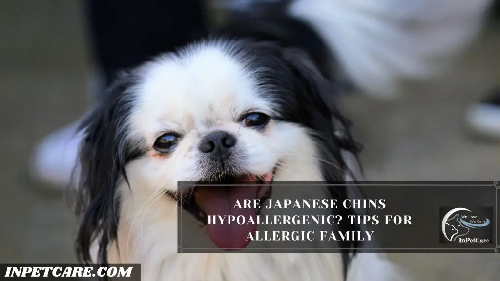 are japanese chin hypoallergenic