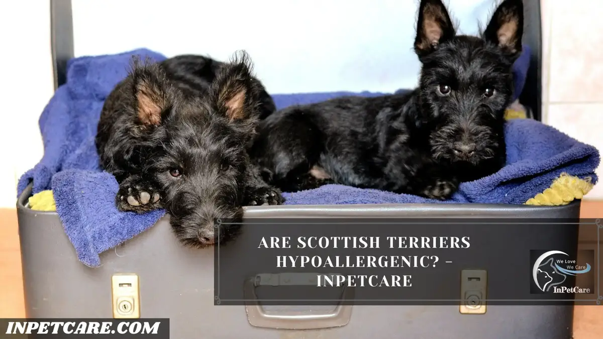 are scottish terriers good for allergies