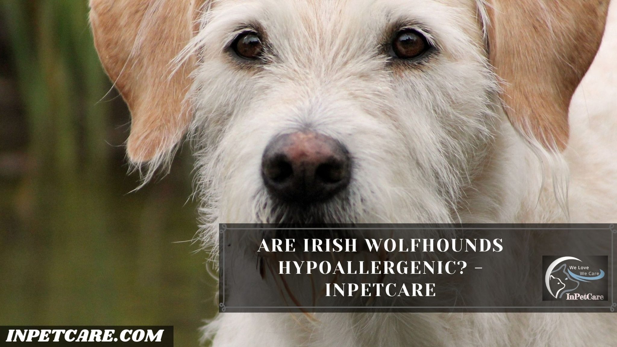 Are Irish Wolfhounds Hypoallergenic Tips And Prevention   1 2048x1152 