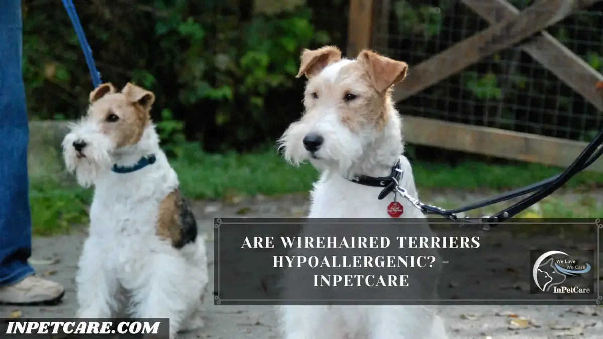 are wire haired terrier mix hypoallergenic