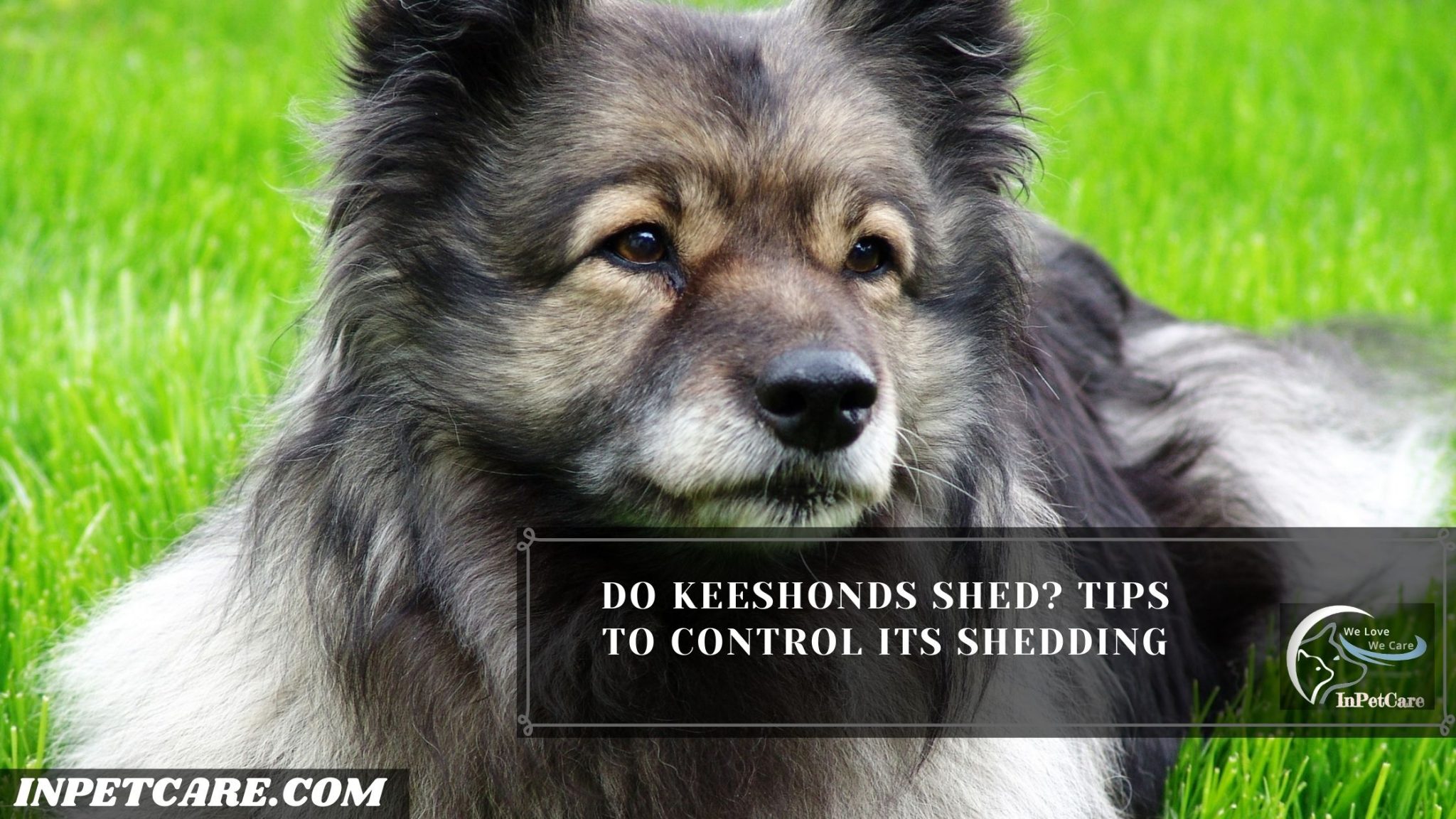 keeshond » inpetcare