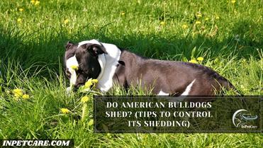 can i shave american bulldog to reduce shedding