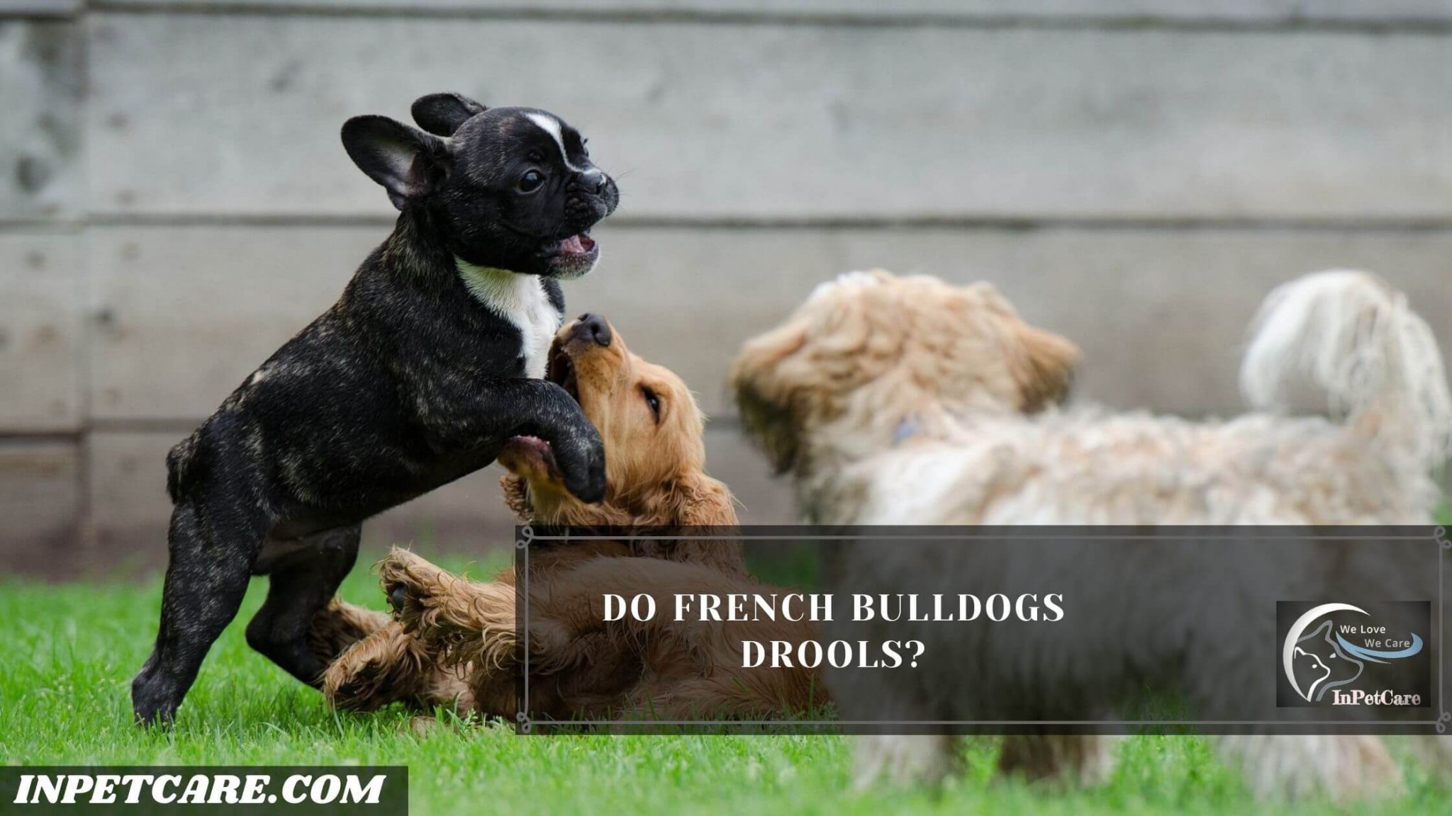 Do French Bulldogs Drool? 8 Causes And 11 Tips For Drooling