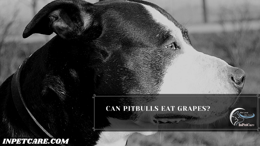 is avocado bad for pitbulls