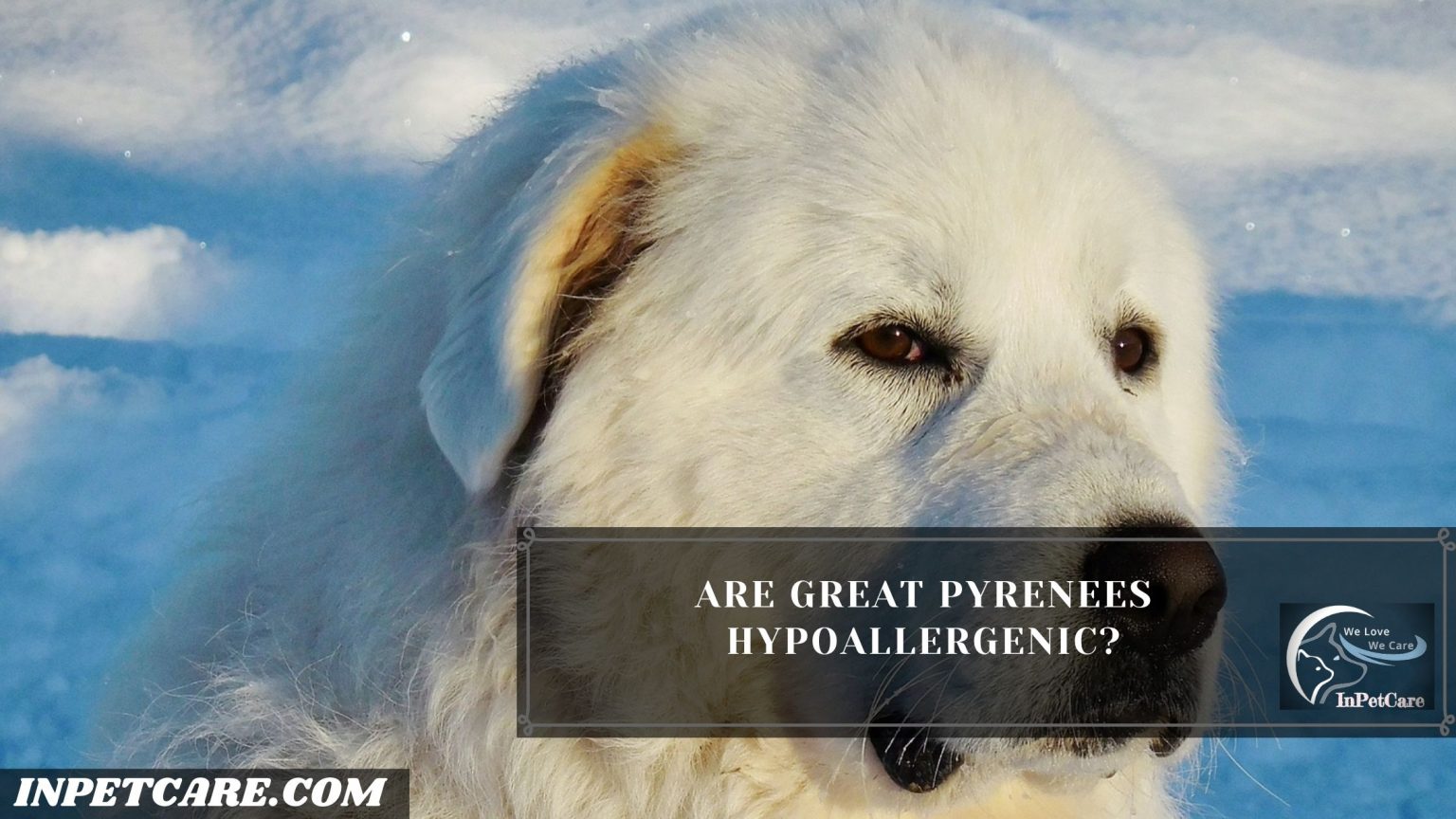 Are Great Pyrenees Hypoallergenic Tips For Allergic Family   2 13 1536x864 