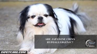 are japanese chin hypoallergenic