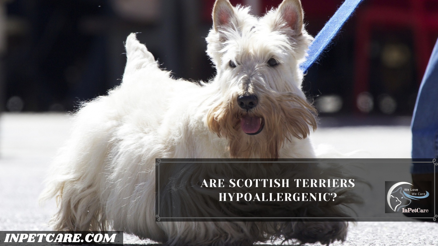 Are Scottish Terriers Hypoallergenic Tips To Control Its Shedding   2 2 1536x864 