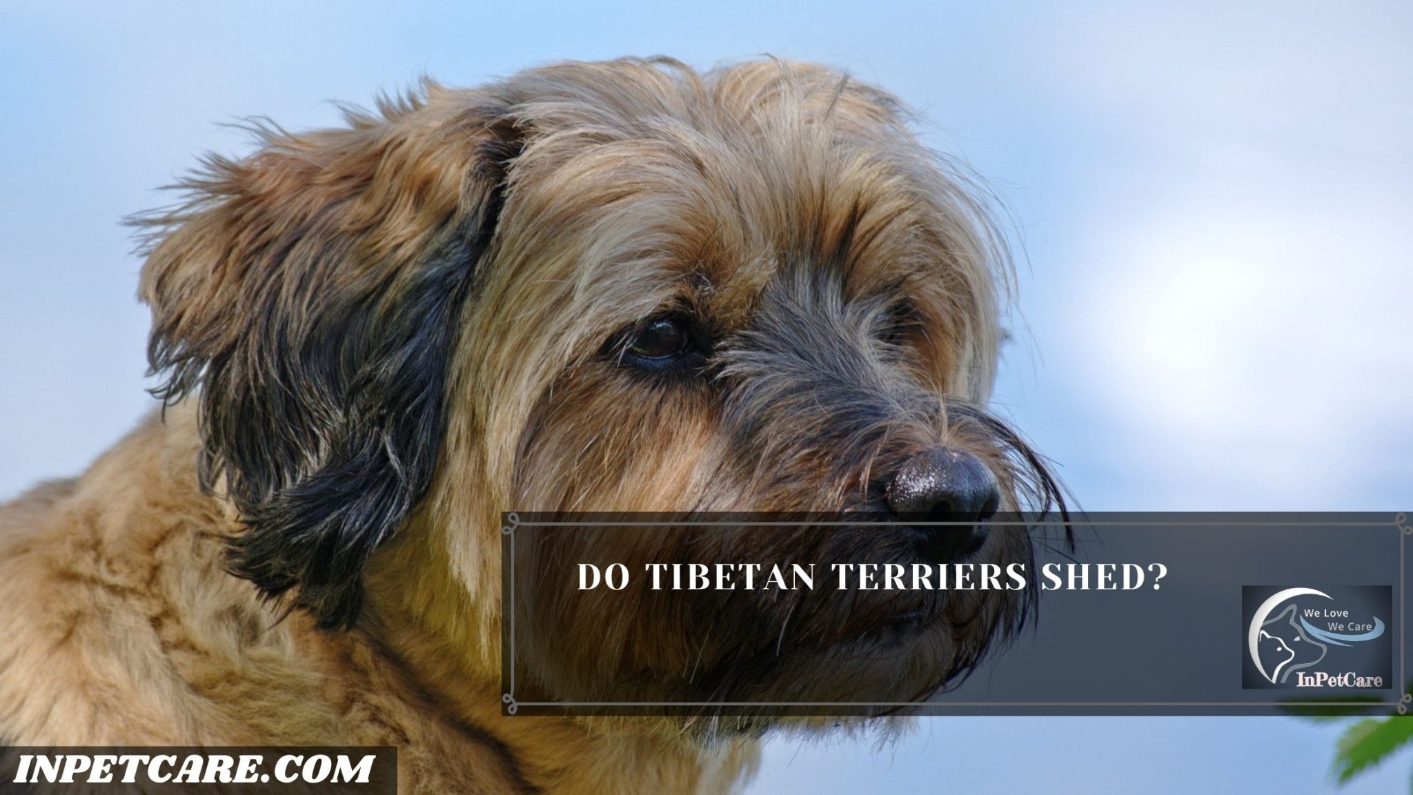do tibetan terriers shed        <h3 class=
