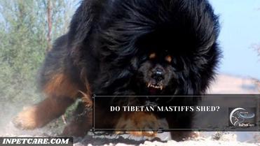 do tibetan mastiffs shed