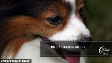 do papillons shed