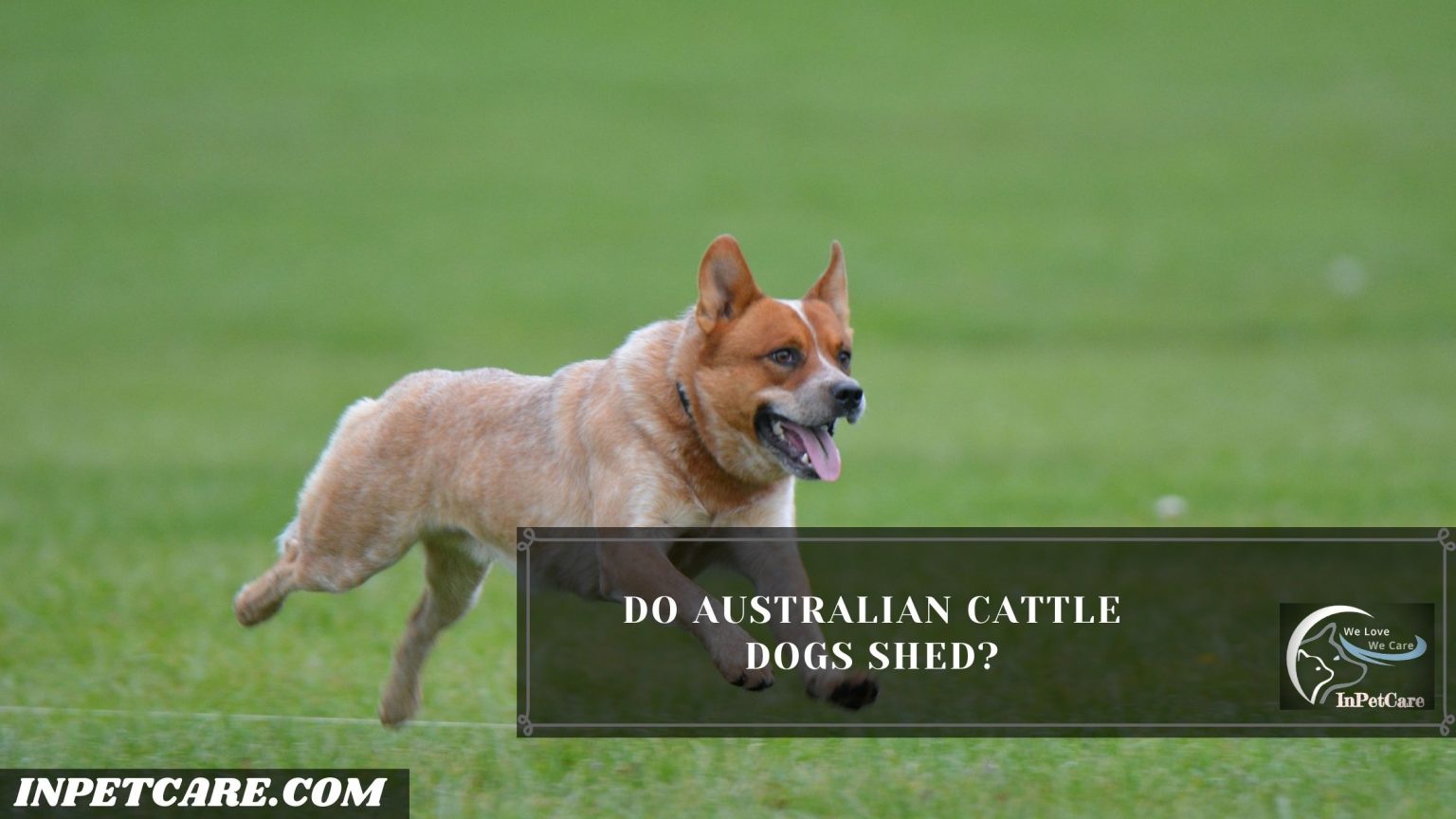 Do Australian Cattle Dogs Shed? Tips To Control Its Shedding