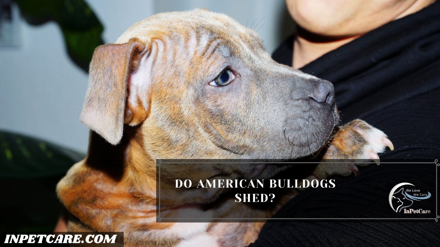 Do American Bulldogs Shed Tips To Control Its Shedding   2 63 1536x864 