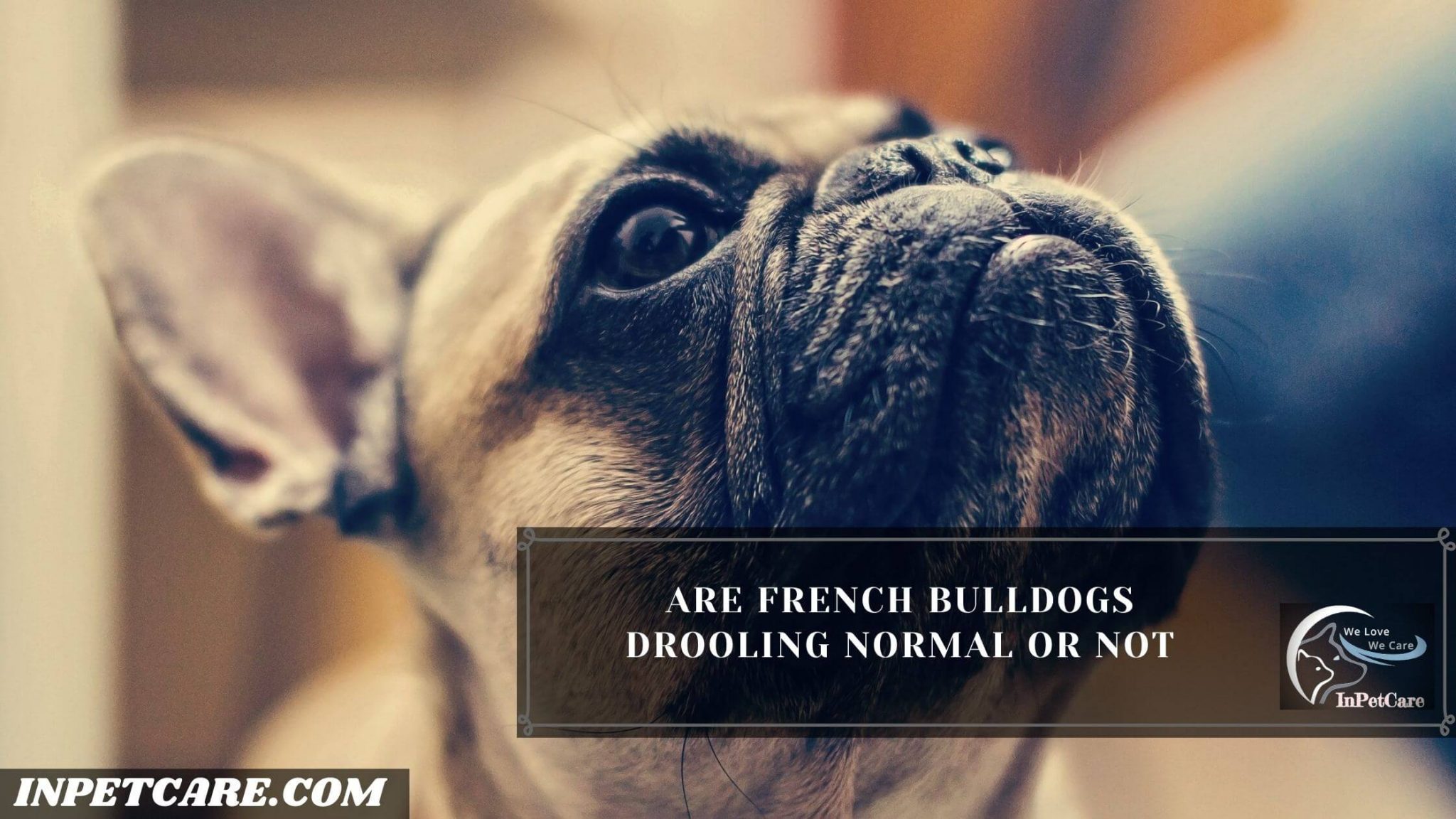 Do French Bulldogs Drool? 8 Causes And 11 Tips For Drooling