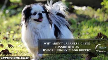 are japanese chin hypoallergenic