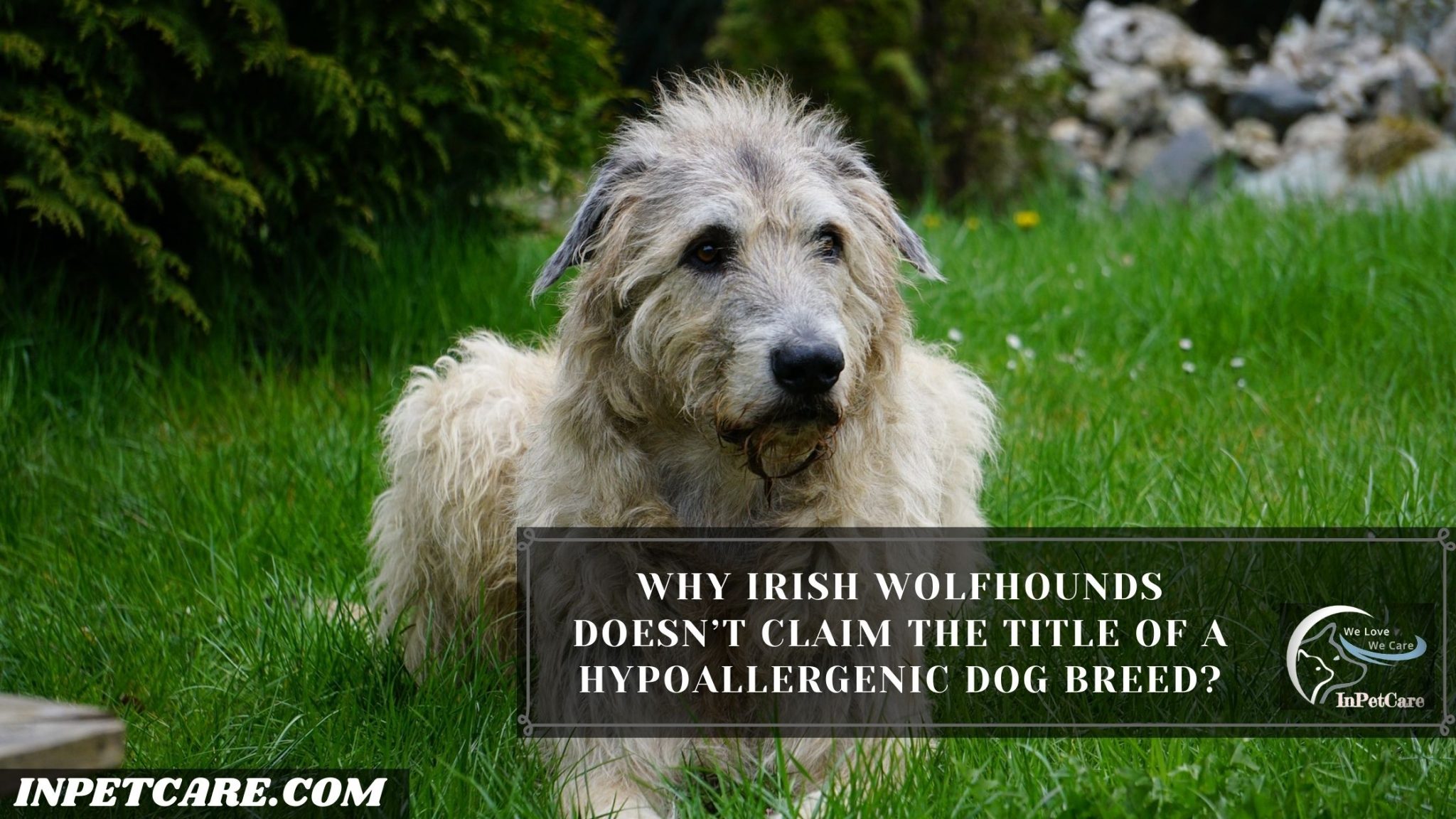 Are Irish Wolfhounds Hypoallergenic Tips And Prevention   3 2048x1152 