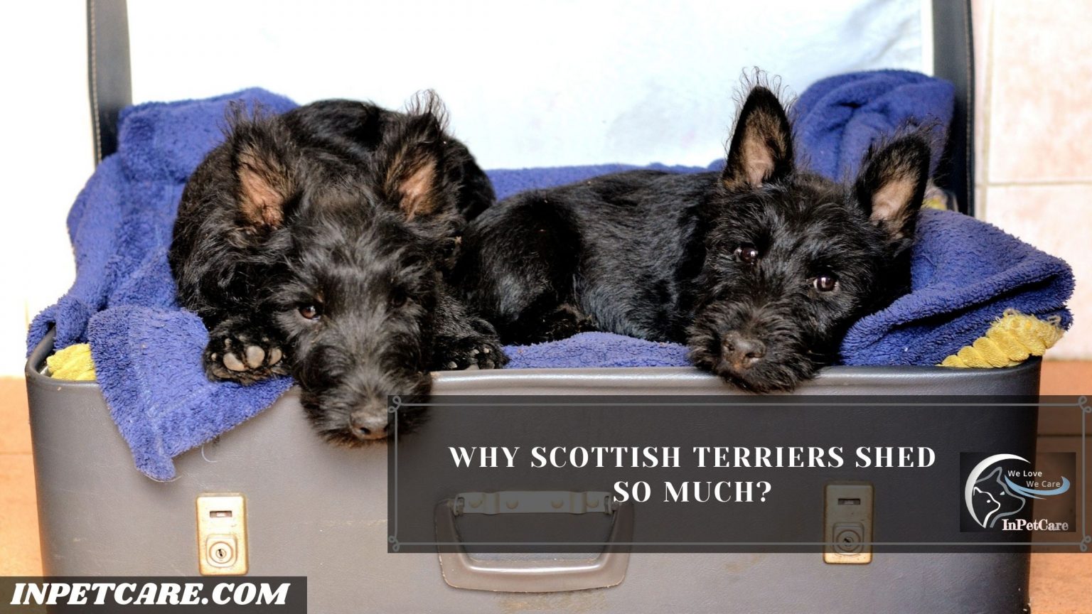 Do Scottish Terriers Shed? Tips To Control Its Shedding