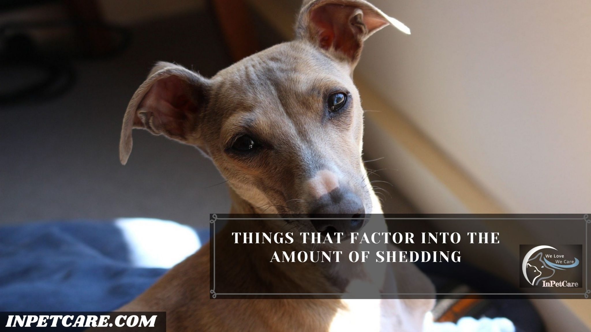 Do Italian Greyhounds Shed? (Tips To Control Its Shedding)