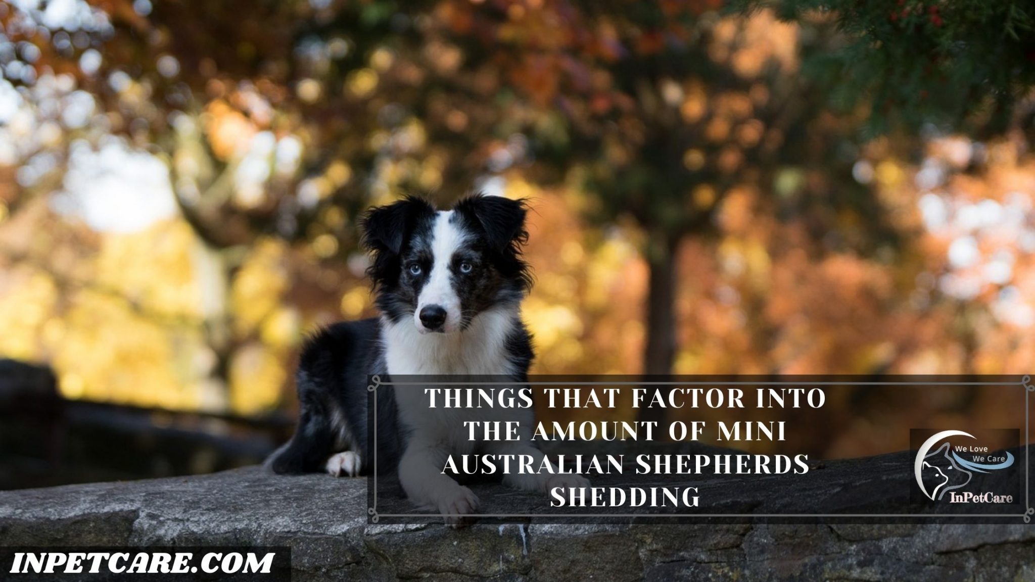 Do Mini Australian Shepherds Shed A Complete Guide   4 59 2048x1152 