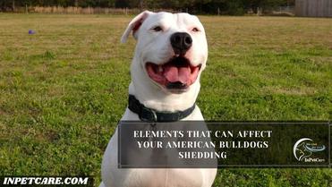 can i shave american bulldog to reduce shedding