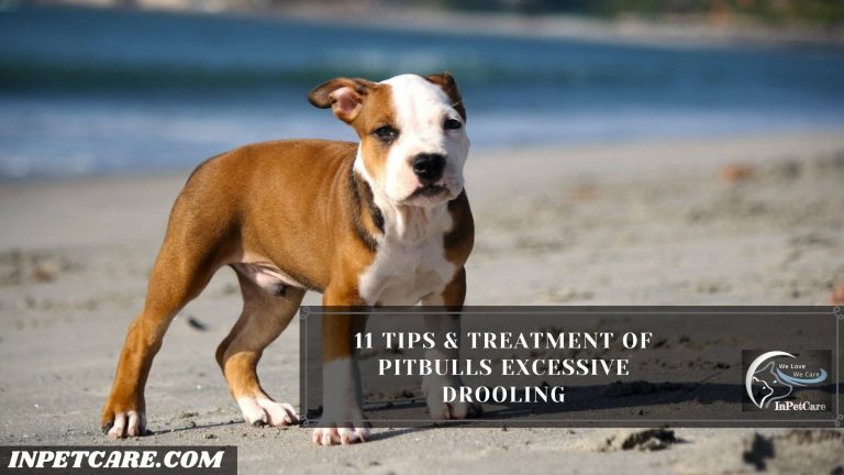 Do Pitbulls Drool? (9 Major Causes Of Excessive Drooling)