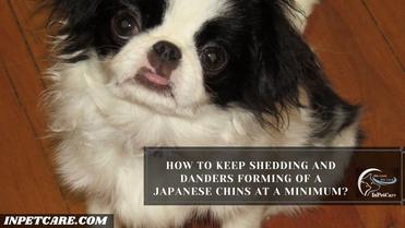 are japanese chin hypoallergenic