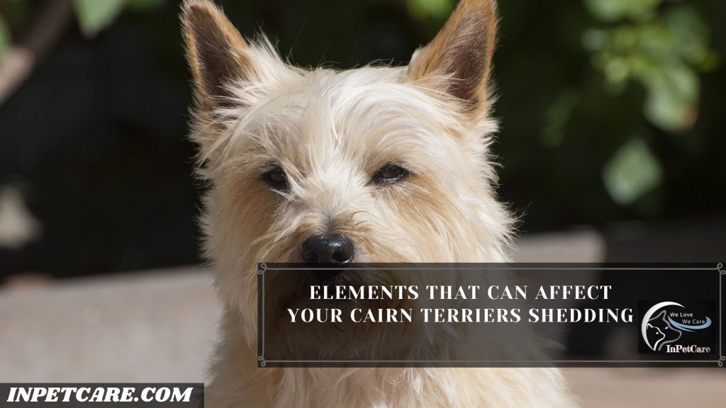 do cairn terriers shed hair