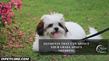 lhasa apso shedding a lot