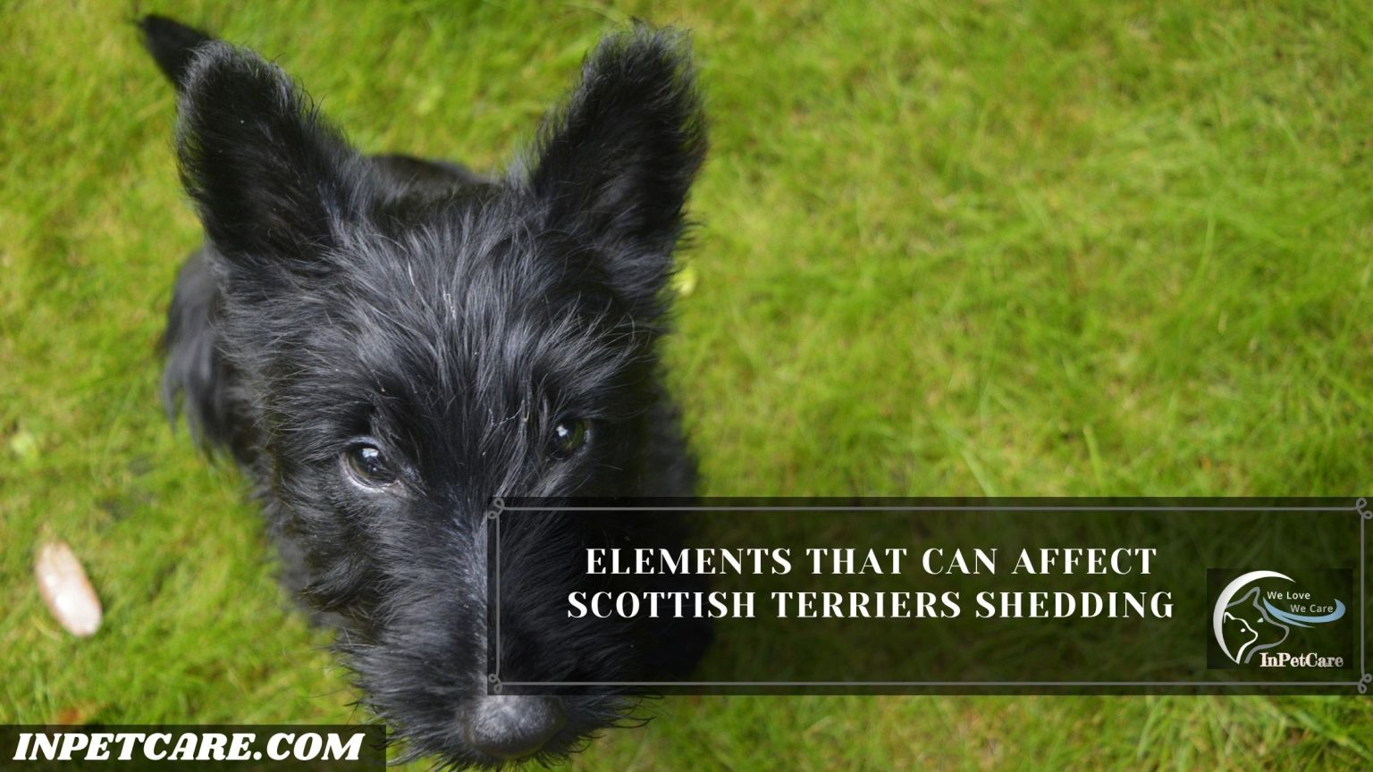 Do Scottish Terriers Shed? Tips To Control Its Shedding