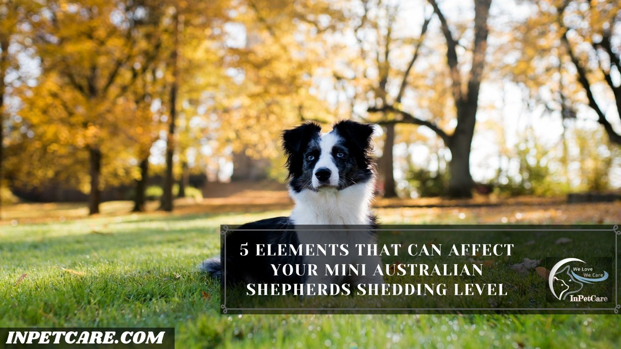 Do Mini Australian Shepherds Shed A Complete Guide   5 49 2048x1152 