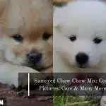 Japanese Spitz Pomeranian Mix Pictures Cost Care