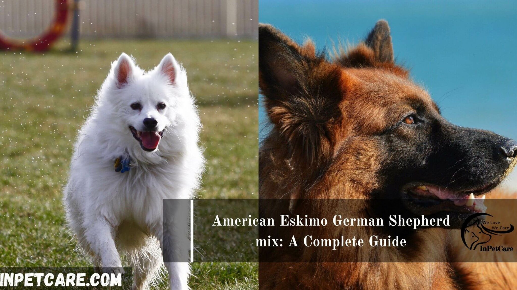 American Eskimo German Shepherd Mix: A Complete Guide