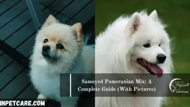 Japanese Spitz Pomeranian Mix Pictures Cost Care