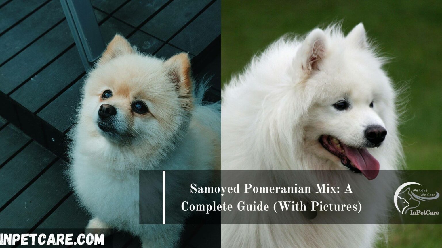 Samoyed Shiba Inu Mix: A Complete Guide (With Pictures)