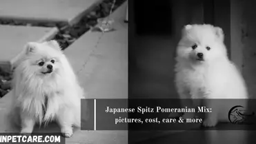 Japanese Spitz Pomeranian Mix Pictures Cost Care