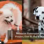 Japanese Spitz Pomeranian Mix Pictures Cost Care