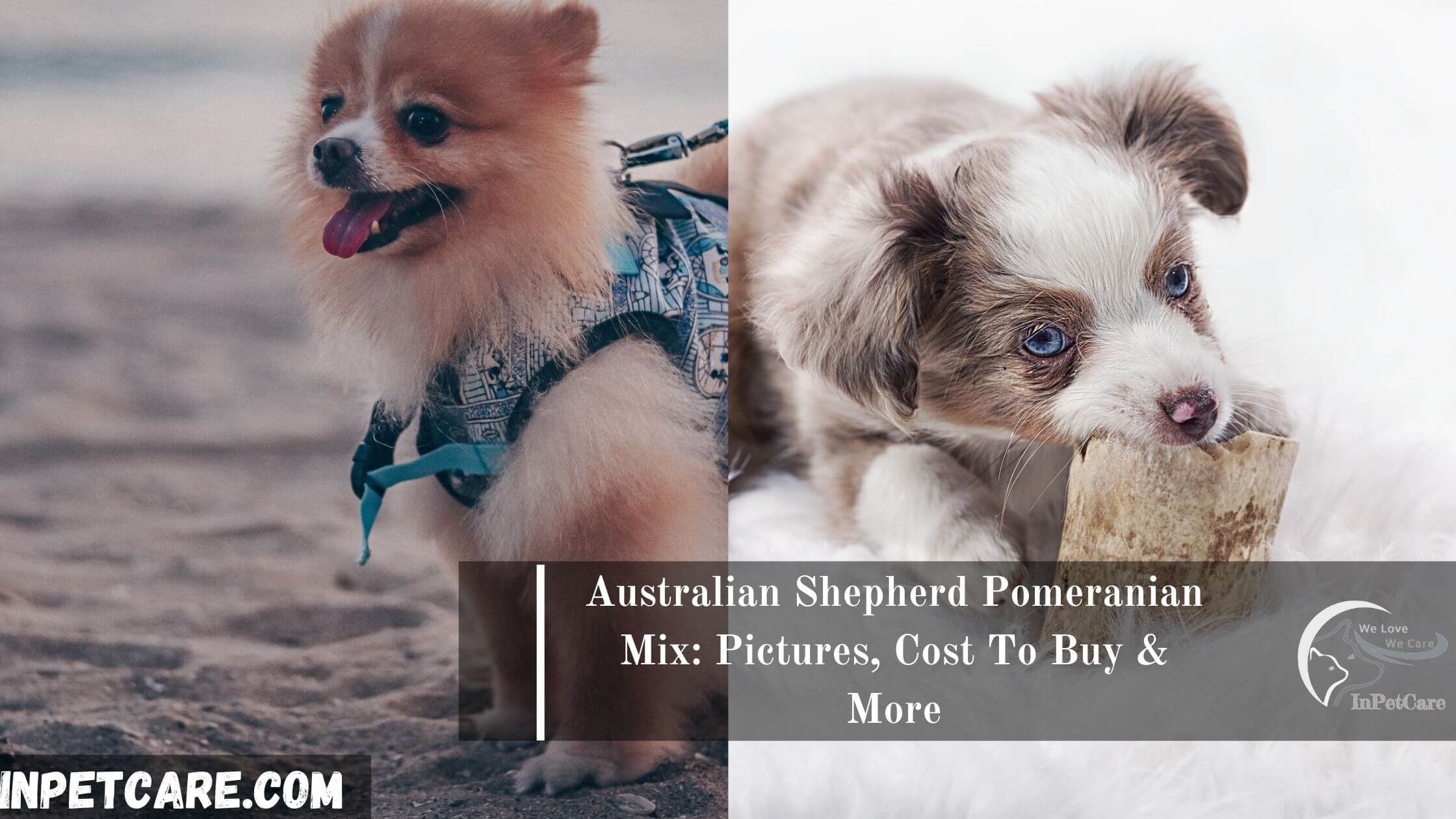 Australian Shepherd Mix: Pictures, Cost To Buy &