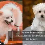 Japanese Spitz Pomeranian Mix Pictures Cost Care