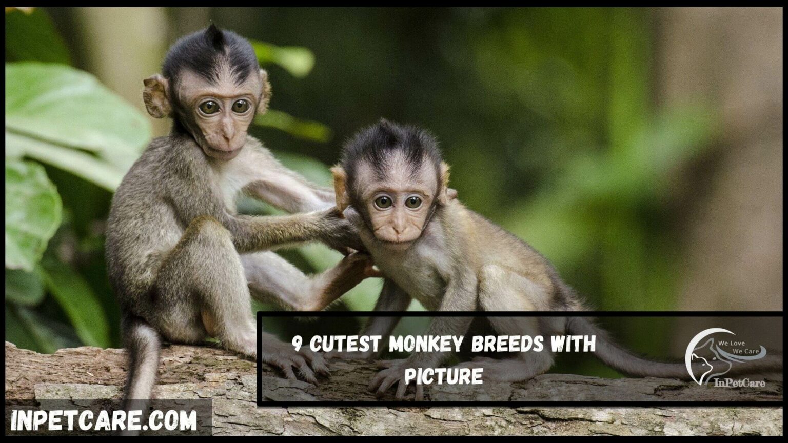 9 Cutest Monkey Breeds (With Pictures)