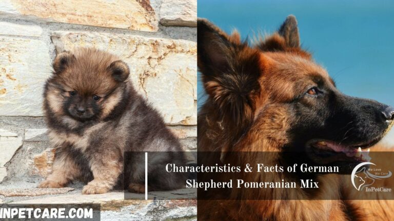 German Shepherd Pomeranian Mix: A Complete Guide (+Photos)